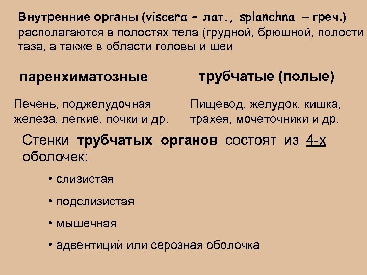 Внутренние органы (viscera – лат. , splanchna – греч. ) располагаются в полостях тела