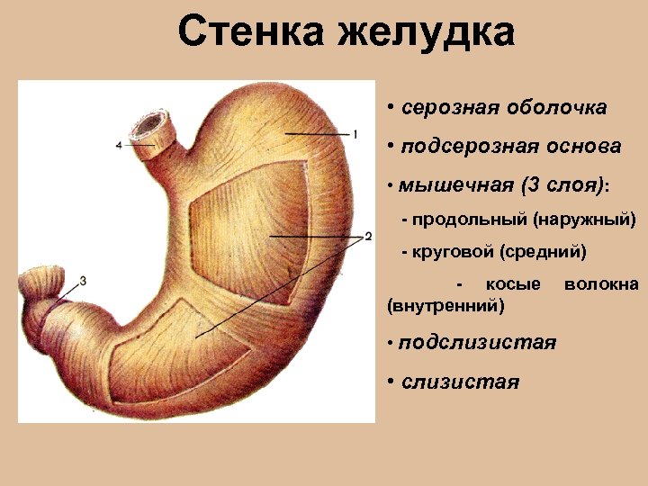 Стенка желудка • серозная оболочка • подсерозная основа • мышечная (3 слоя): - продольный
