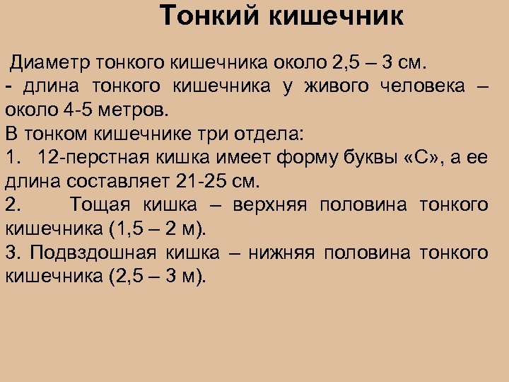 Тонкий кишечник Диаметр тонкого кишечника около 2, 5 – 3 см. - длина тонкого
