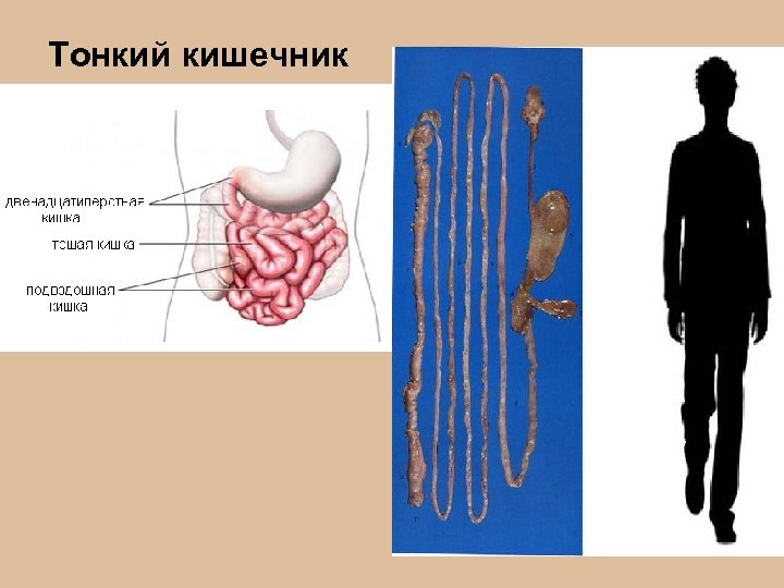 Тонкий кишечник 
