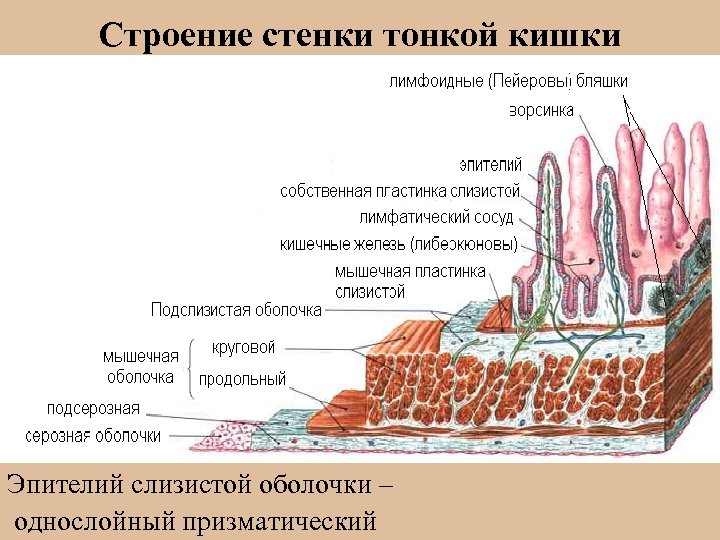 Строение стенки тонкой кишки Эпителий слизистой оболочки – однослойный призматический 