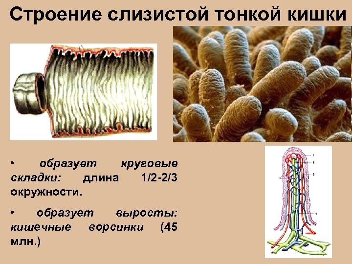 Строение слизистой тонкой кишки • образует круговые складки: длина 1/2 -2/3 окружности. • образует
