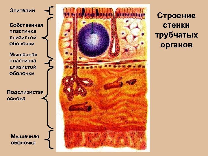 Эпителий Собственная пластинка слизистой оболочки Мышечная пластинка слизистой оболочки Подслизистая основа Мышечная оболочка Строение