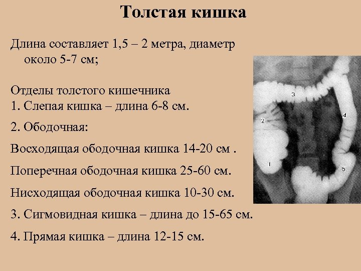 Толстая кишка Длина составляет 1, 5 – 2 метра, диаметр около 5 -7 см;