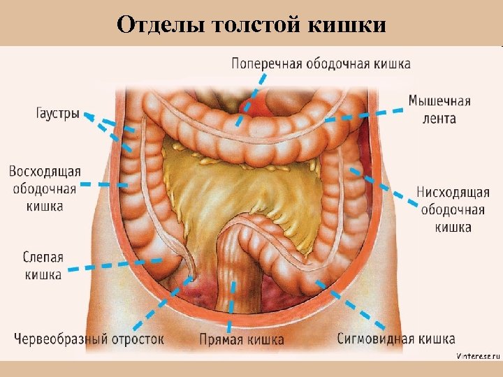 Отделы толстой кишки 