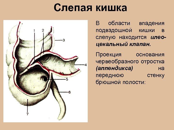 Как называется орган человека обозначенный на рисунке буквой а слепая кишка