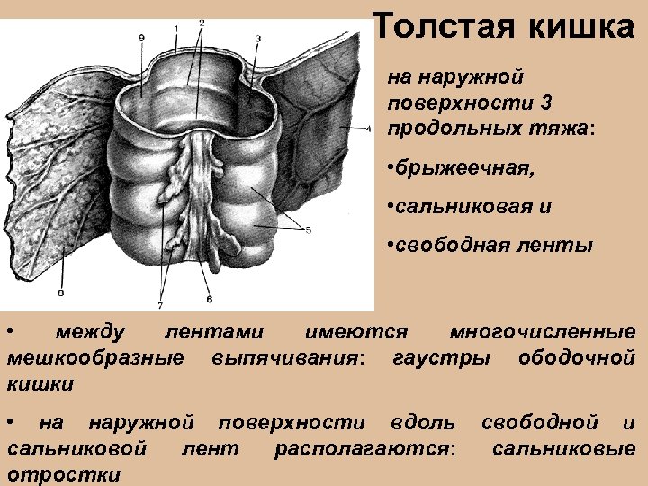 Толстая кишка на наружной поверхности 3 продольных тяжа: • брыжеечная, • сальниковая и •