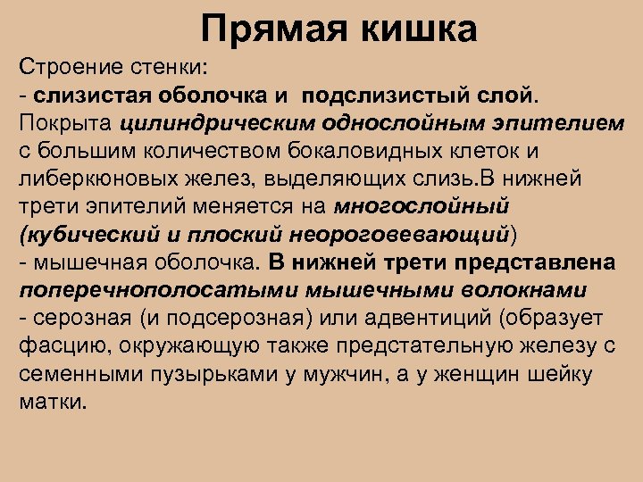 Прямая кишка Строение стенки: - слизистая оболочка и подслизистый слой. Покрыта цилиндрическим однослойным эпителием