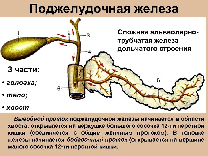 Поджелудочная железа Сложная альвеолярнотрубчатая железа дольчатого строения 3 части: • головка; • тело; •
