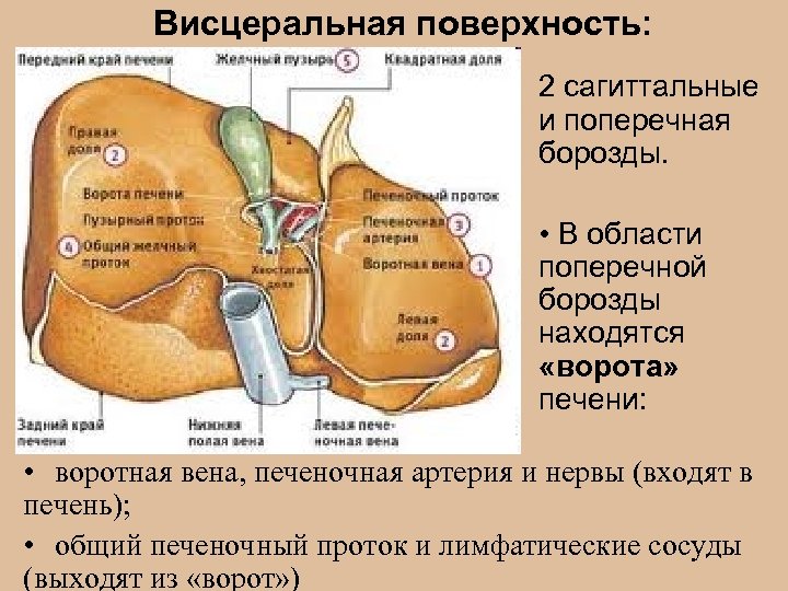 Висцеральная поверхность: 2 сагиттальные и поперечная борозды. • В области поперечной борозды находятся «ворота»