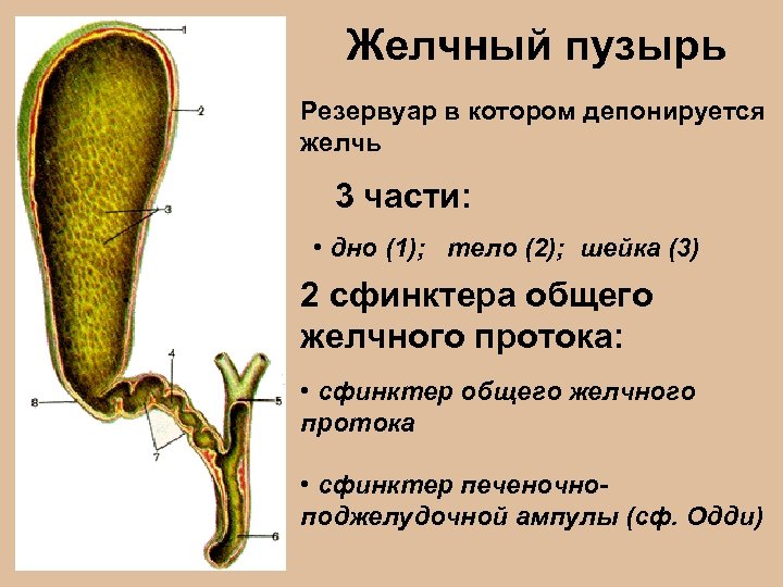 Желчный пузырь Резервуар в котором депонируется желчь 3 части: • дно (1); тело (2);