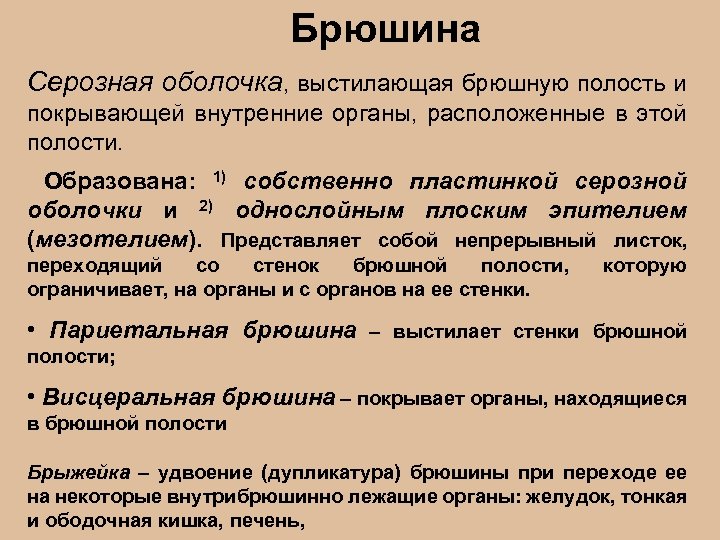 Брюшина Серозная оболочка, выстилающая брюшную полость и покрывающей внутренние органы, расположенные в этой полости.