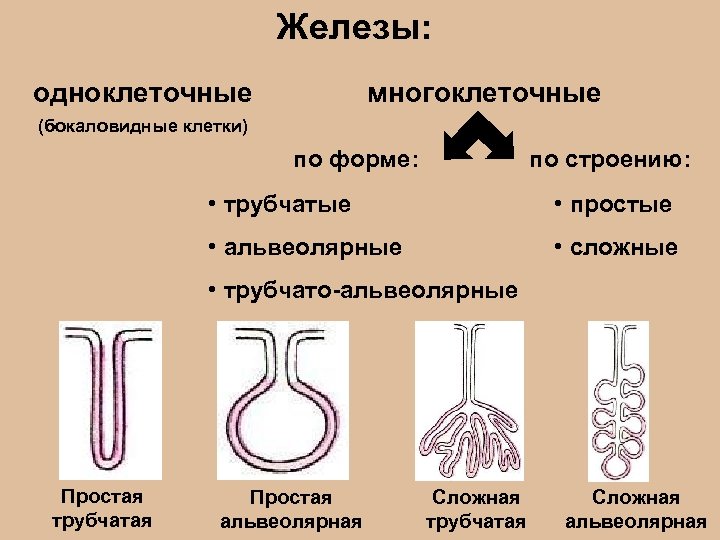 Железы: одноклеточные многоклеточные (бокаловидные клетки) по форме: по строению: • трубчатые • простые •
