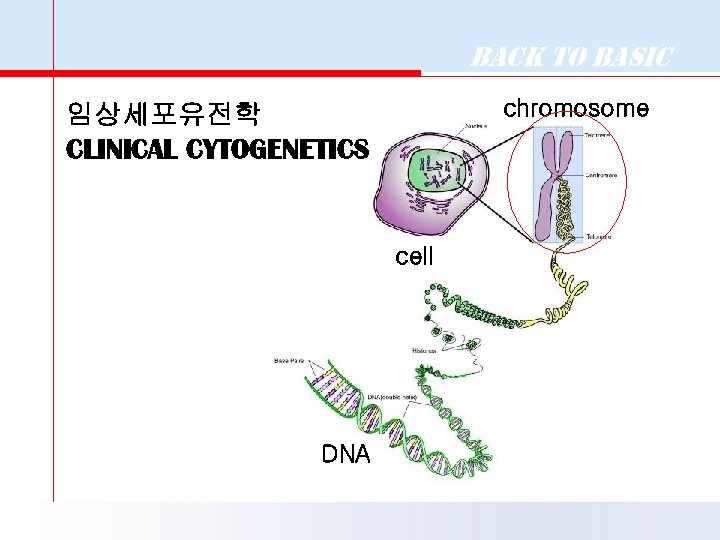 Back to Basic chromosome 임상세포유전학 CLINICAL CYTOGENETICS cell DNA 