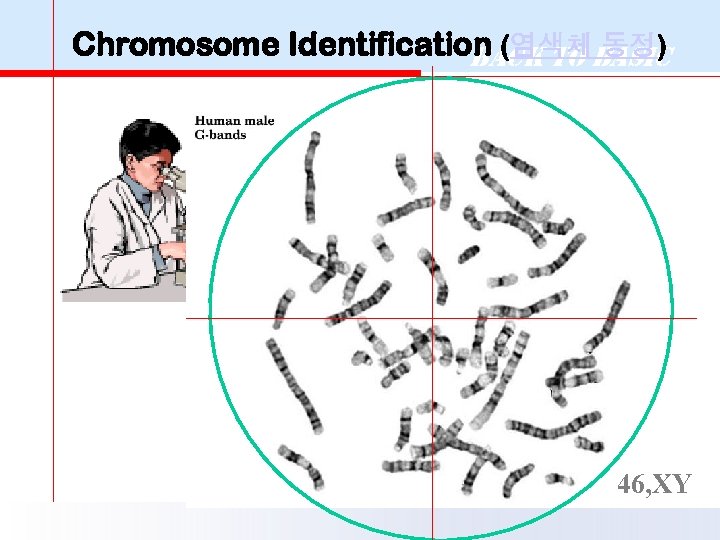 Chromosome Identification (염색체Basic Back to 동정) 46, XY 