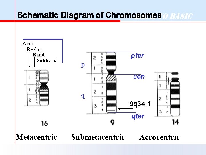 Schematic Diagram of Chromosomes Basic Back to Arm Region Band Subband pter p cen