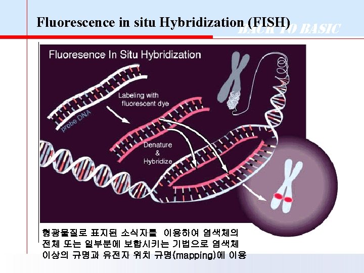 Fluorescence in situ Hybridization (FISH) Basic Back to 형광물질로 표지된 소식자를 이용하여 염색체의 전체