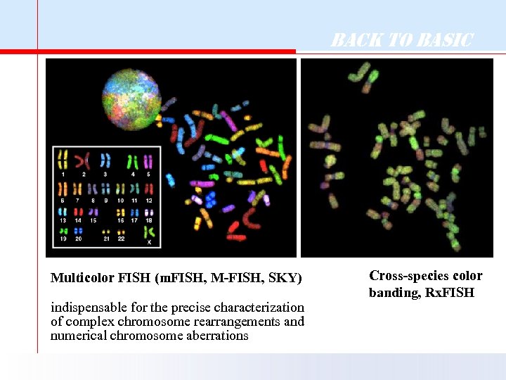 Back to Basic Multicolor FISH (m. FISH, M-FISH, SKY) indispensable for the precise characterization