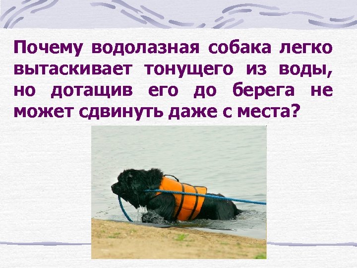 Почему водолазная собака легко вытаскивает тонущего из воды, но дотащив его до берега не