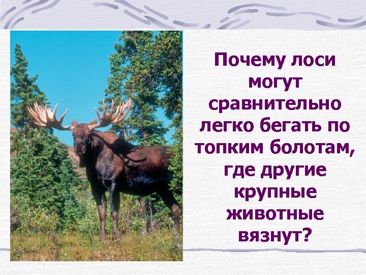 Почему лоси могут сравнительно легко бегать по топким болотам, где другие крупные животные вязнут?