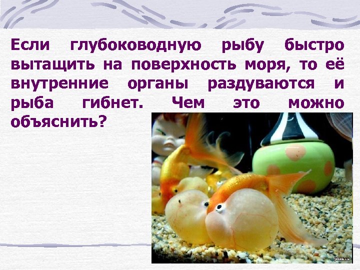 Если глубоководную рыбу быстро вытащить на поверхность моря, то её внутренние органы раздуваются и