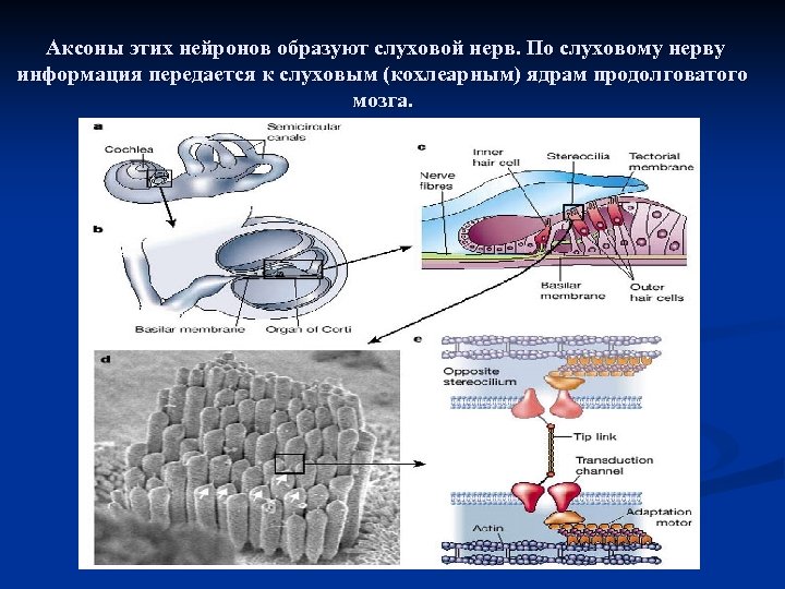 Аксоны этих нейронов образуют слуховой нерв. По слуховому нерву информация передается к слуховым (кохлеарным)
