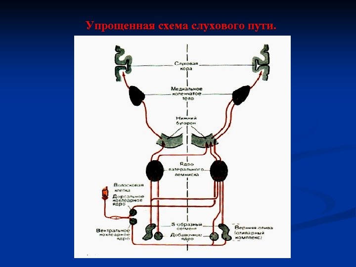 Схема слухового пути