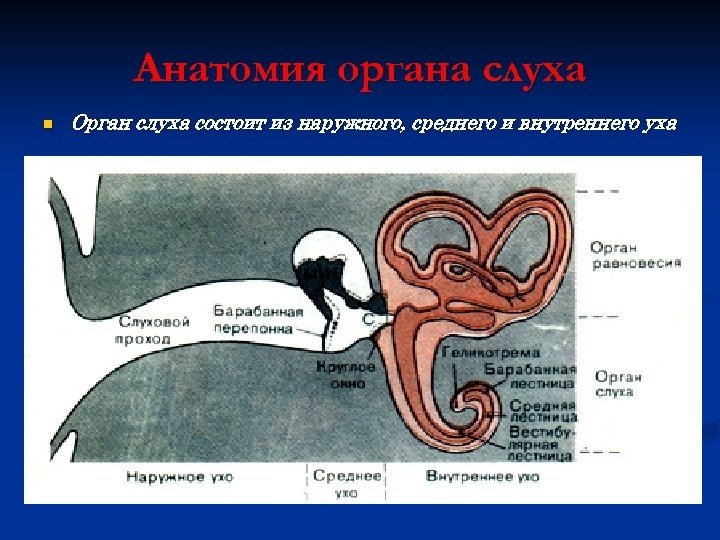 Верные признаки органов слуха человека. Орган слуха состоит из. Орган слуха состоит из наружного. Гон слуха состоящим из наружного... И внутреннего уха. Нарушение работы органа слуха наружная средня.