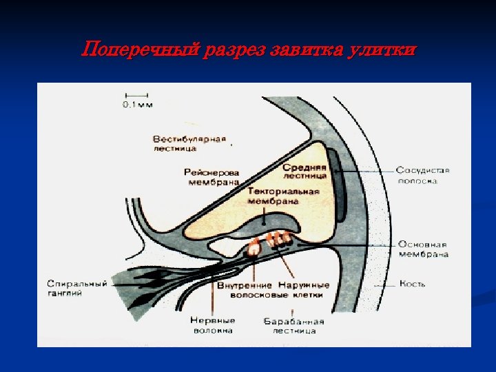 Схема поперечного среза улитки