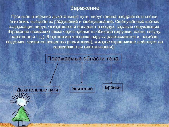 Заражение. Проникая в верхние дыхательные пути, вирус гриппа внедряется в клетки эпителия, вызывая их