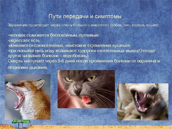 Пути передачи и симптомы. Заражение происходит через слюну больного животного (собак, лис, волков, кошек)