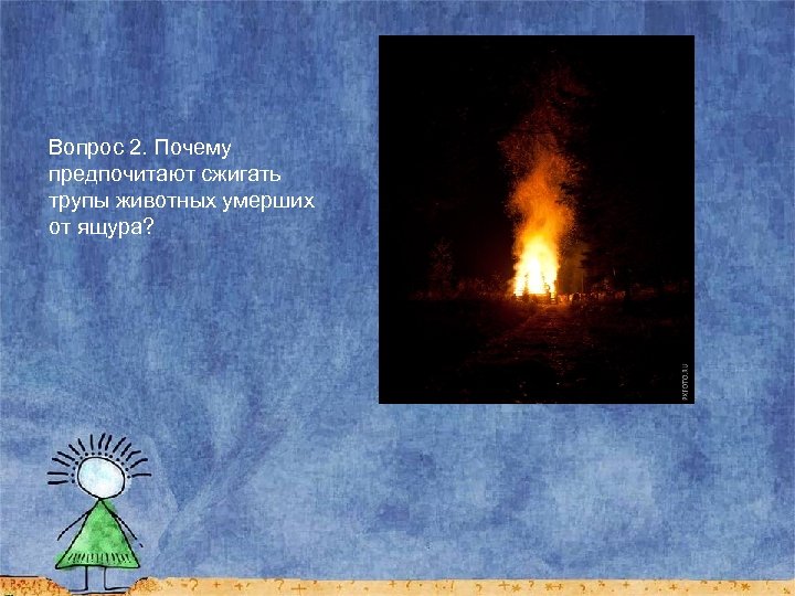 Вопрос 2. Почему предпочитают сжигать трупы животных умерших от ящура? 
