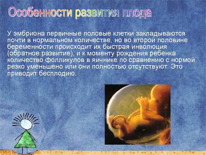 У эмбриона первичные половые клетки закладываются почти в нормальном количестве, но во второй половине