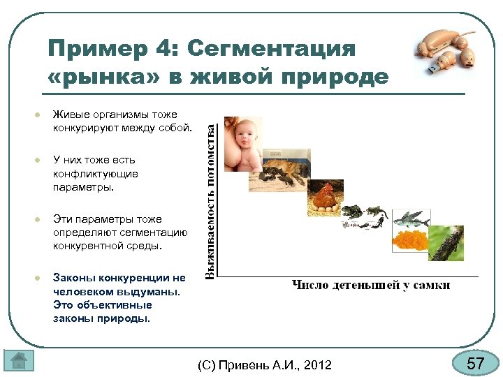 Пример 4: Сегментация «рынка» в живой природе l Живые организмы тоже конкурируют между собой.