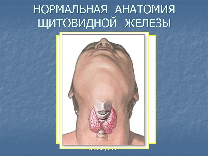НОРМАЛЬНАЯ АНАТОМИЯ ЩИТОВИДНОЙ ЖЕЛЕЗЫ Вид спереди 