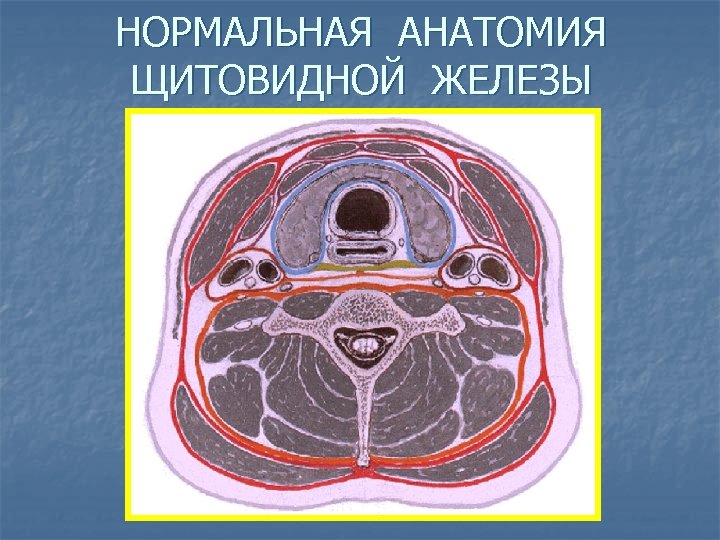 НОРМАЛЬНАЯ АНАТОМИЯ ЩИТОВИДНОЙ ЖЕЛЕЗЫ 