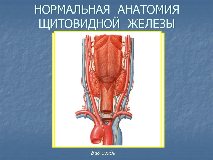 НОРМАЛЬНАЯ АНАТОМИЯ ЩИТОВИДНОЙ ЖЕЛЕЗЫ Вид сзади 
