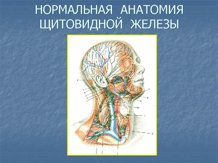 НОРМАЛЬНАЯ АНАТОМИЯ ЩИТОВИДНОЙ ЖЕЛЕЗЫ 
