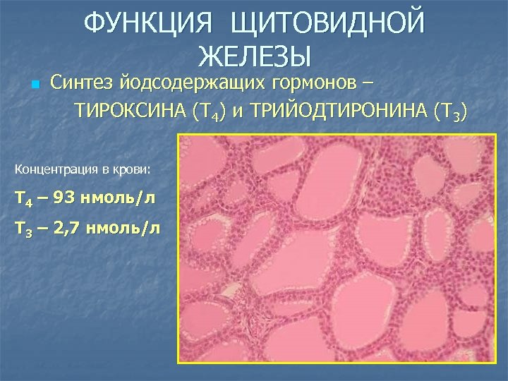 ФУНКЦИЯ ЩИТОВИДНОЙ ЖЕЛЕЗЫ n Синтез йодсодержащих гормонов – ТИРОКСИНА (Т 4) и ТРИЙОДТИРОНИНА (Т