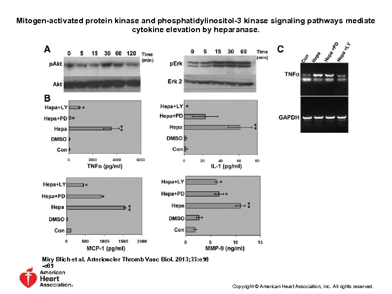 Mitogen-activated protein kinase and phosphatidylinositol-3 kinase signaling pathways mediate cytokine elevation by heparanase. Miry
