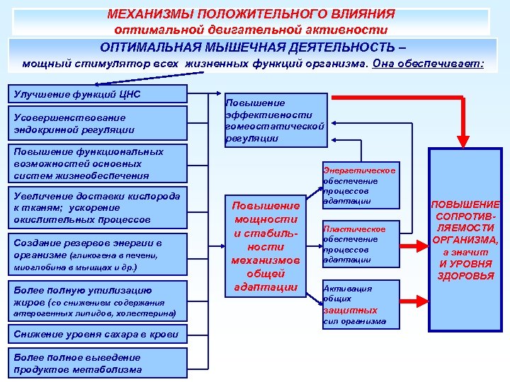 МЕХАНИЗМЫ ПОЛОЖИТЕЛЬНОГО ВЛИЯНИЯ оптимальной двигательной активности ОПТИМАЛЬНАЯ МЫШЕЧНАЯ ДЕЯТЕЛЬНОСТЬ – мощный стимулятор всех жизненных