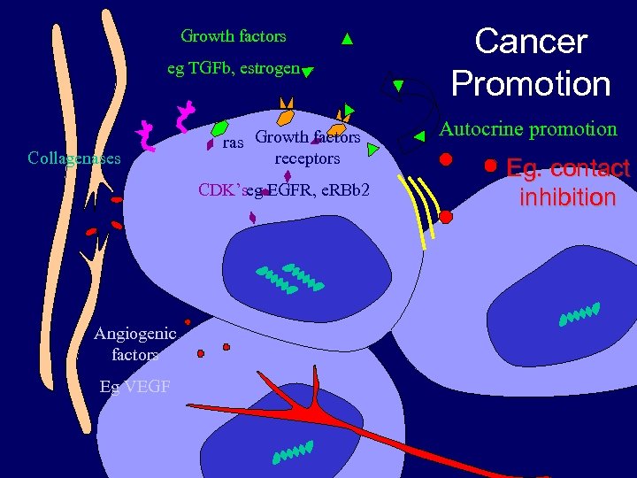 Growth factors eg TGFb, estrogen Collagenases ras Growth factors receptors CDK’seg EGFR, e. RBb