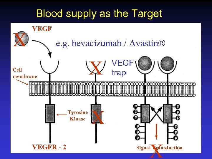 Blood supply as the Target X VEGF e. g. bevacizumab / Avastin® X Cell