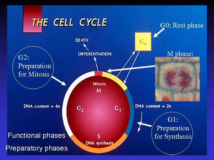 G 0: Rest phase G 2: Preparation for Mitosis Functional phases Preparatory phases M