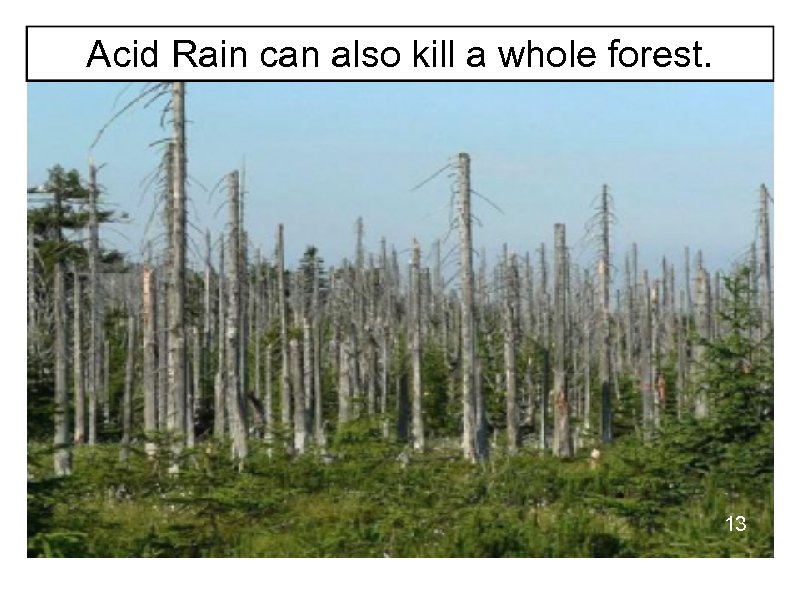 Acid Rain can also kill a whole forest. 13 