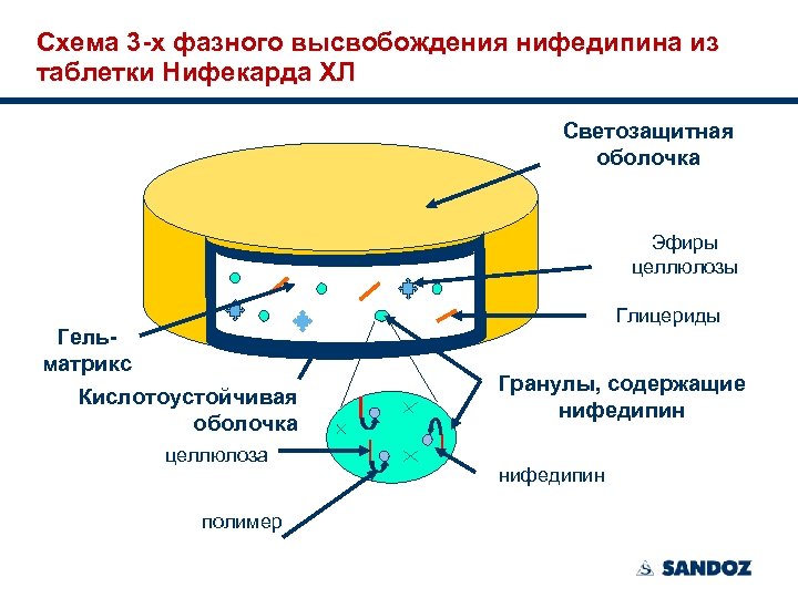 Схема 3 -х фазного высвобождения нифедипина из таблетки Нифекарда ХЛ Светозащитная оболочка Эфиры целлюлозы
