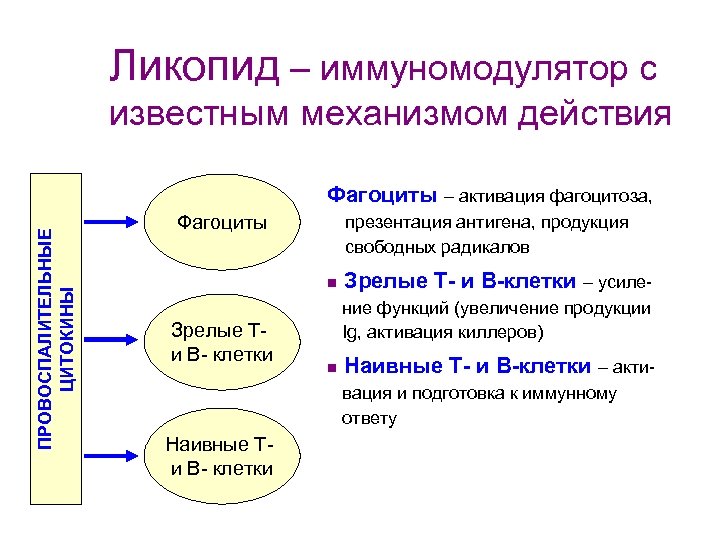 Ликопид – иммуномодулятор с известным механизмом действия ПРОВОСПАЛИТЕЛЬНЫЕ ЦИТОКИНЫ Фагоциты – активация фагоцитоза, Фагоциты