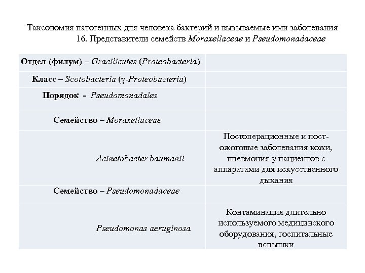Таксономия патогенных для человека бактерий и вызываемые ими заболевания 16. Представители семейств Moraxellaceae и