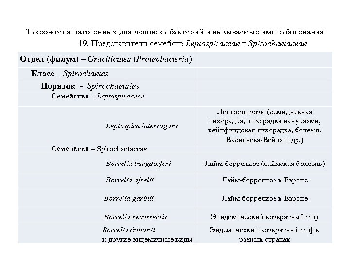 Таксономия патогенных для человека бактерий и вызываемые ими заболевания 19. Представители семейств Leptospiraceae и