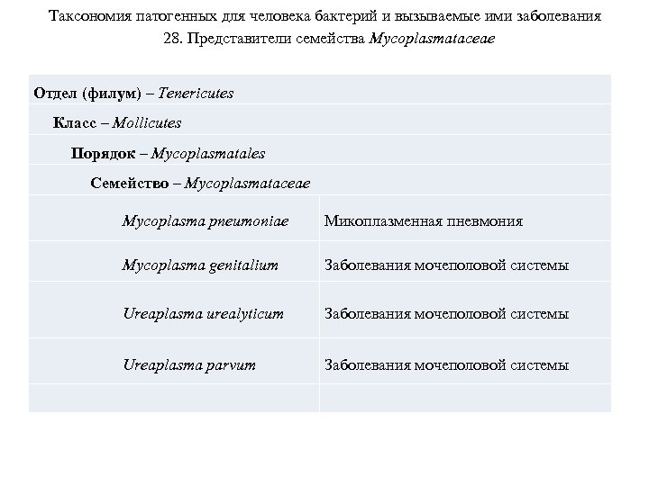 Таксономия патогенных для человека бактерий и вызываемые ими заболевания 28. Представители семейства Mycoplasmataceae Отдел